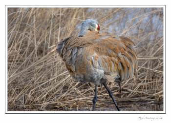 sandhill crane 1 G.jpg